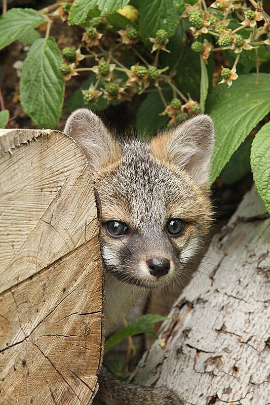 Nature Poster featuring the photograph A Game of Peek-a-boo by Duane Cross