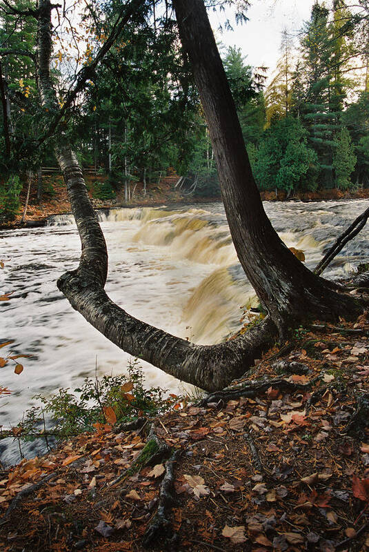Stream Poster featuring the photograph Tree By Stream by Ron Weathers