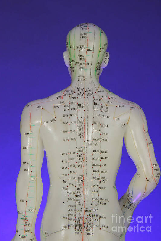 Acupuncture Body Model Poster featuring the photograph Acupuncture Model #1 by Photo Researchers, Inc.