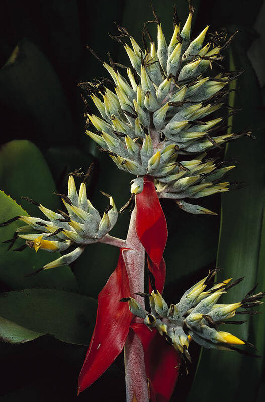 00750656 Poster featuring the photograph Atlantic Forest Bromeliad Brazil #2 by Mark Moffett