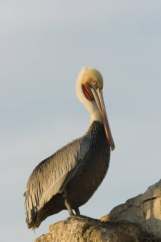 00429647 Poster featuring the photograph Brown Pelican In Breeding Plumage #1 by Sebastian Kennerknecht