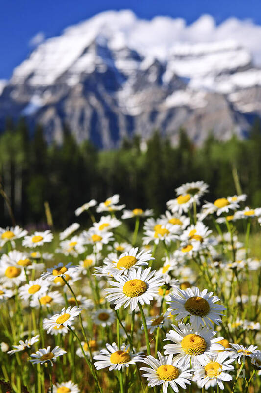 Daisies Poster featuring the photograph Daisies at Mount Robson provincial park by Elena Elisseeva