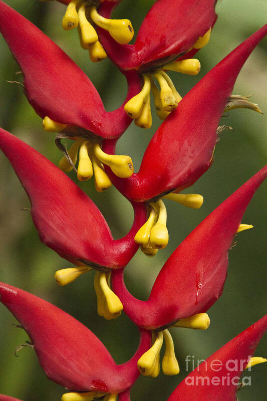Heliconia Poster featuring the photograph Heliconia dielsiana #1 by Heiko Koehrer-Wagner