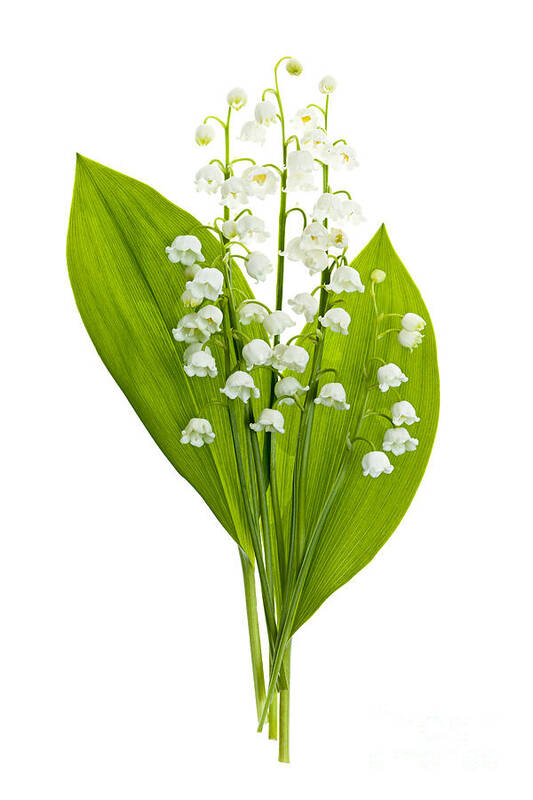 Flower Poster featuring the photograph Lily-of-the-valley flowers #4 by Elena Elisseeva