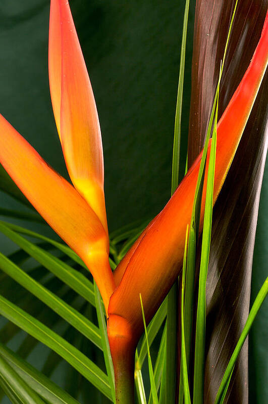Flowers Poster featuring the photograph Photograph of a Parrot Flower Heliconia #1 by Perla Copernik