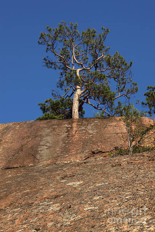 Granite Bedrock Poster featuring the photograph Red Pine Tree #1 by Ted Kinsman