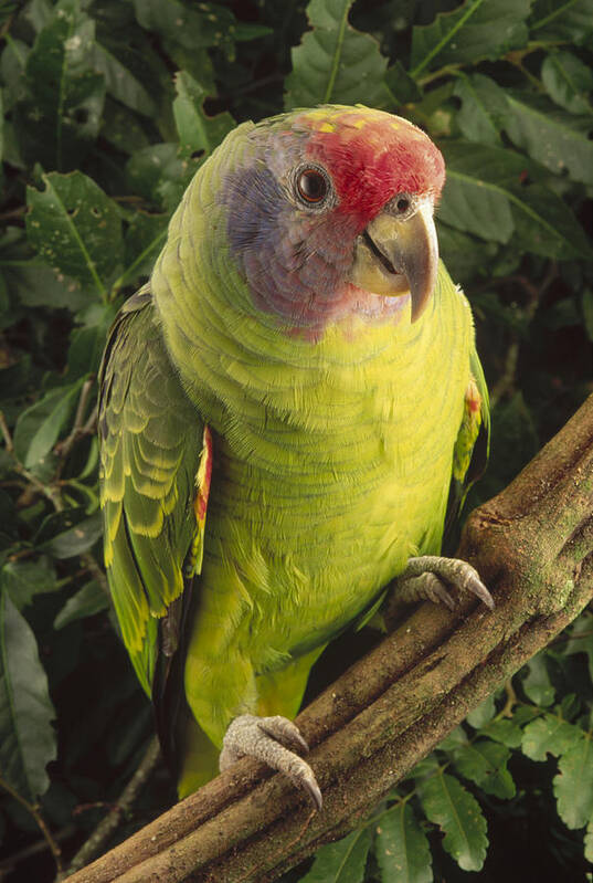 Mp Poster featuring the photograph Red-tailed Amazon Amazona Brasiliensis #1 by Claus Meyer