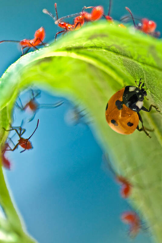 Bugs Poster featuring the photograph Surrounded #1 by Gene Hilton