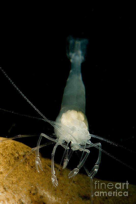 Palaemonetes Antrorum Poster featuring the photograph Texas Cave Shrimp #1 by Dant Fenolio