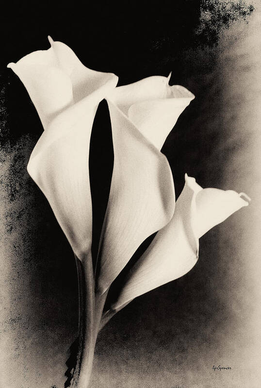 Floral Poster featuring the photograph Three Calla Lilies #1 by Lisa Spencer