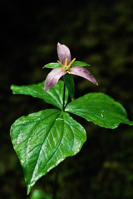 Trillium Poster featuring the photograph Wet Trillium by Cathie Douglas