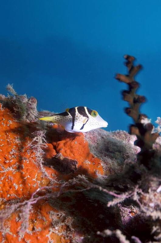 Valentinni's Sharpnose Puffer Poster featuring the photograph Valentini's Sharpnose Puffer #1 by Georgette Douwma