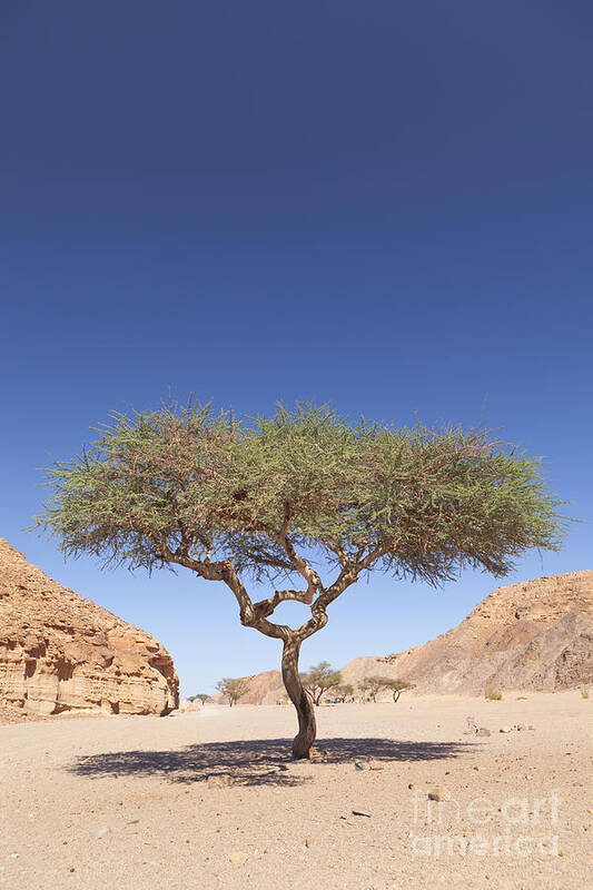 Africa Poster featuring the photograph Acacia tree #2 by Roberto Morgenthaler