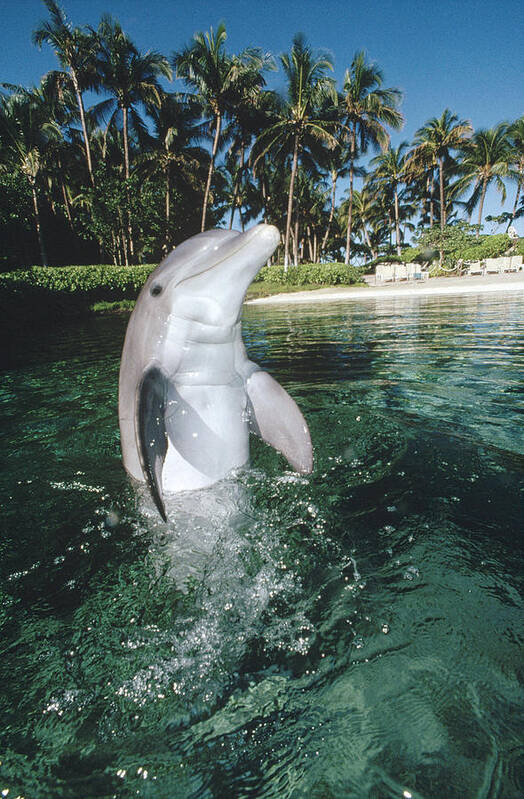 00087906 Poster featuring the photograph Bottlenose Dolphin Portrait Hawaii #2 by Flip Nicklin