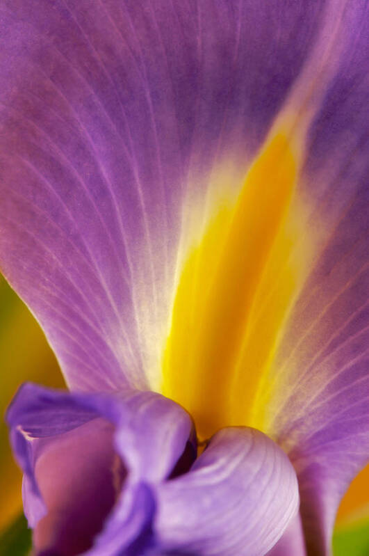 Flowers Poster featuring the photograph Photograph of a Dutch Iris #3 by Perla Copernik