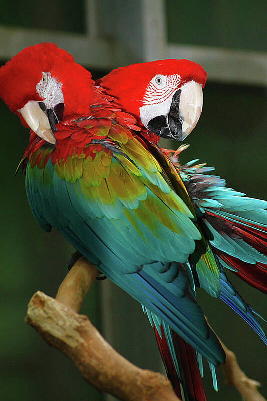 Hovind Poster featuring the photograph 2 Red Macaws by Scott Hovind