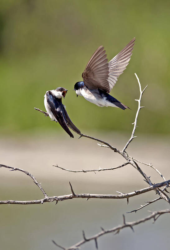 Tree Swallows Poster featuring the photograph Tree Swallows #2 by Terry Dadswell