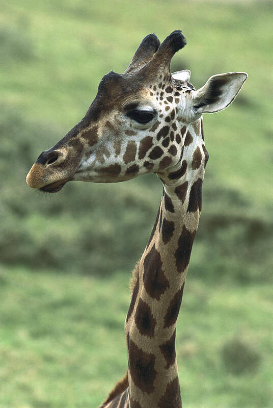 Mp Poster featuring the photograph Rothschild Giraffe Giraffa #3 by San Diego Zoo
