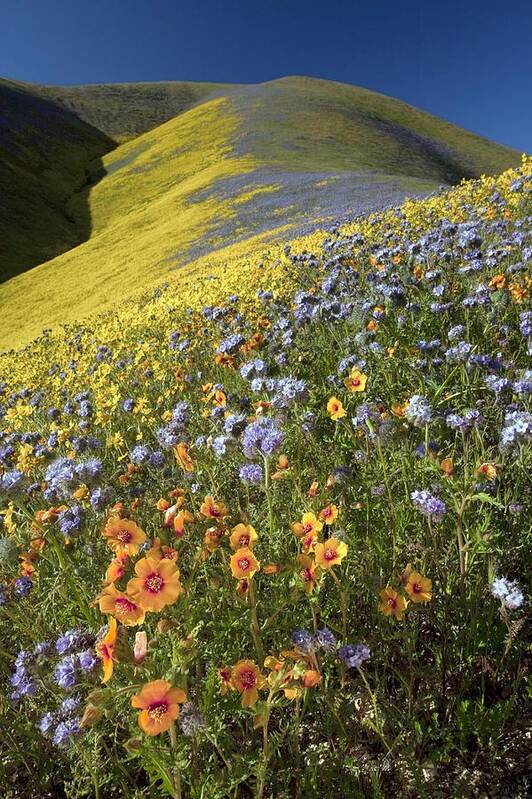 San Joaquin Blazingstar Poster featuring the photograph Wildflowers, California #3 by Bob Gibbons