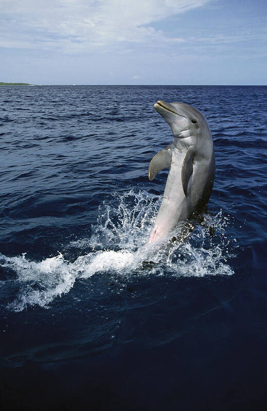 Mp Poster featuring the photograph Bottlenose Dolphin Tursiops Truncatus #4 by Konrad Wothe