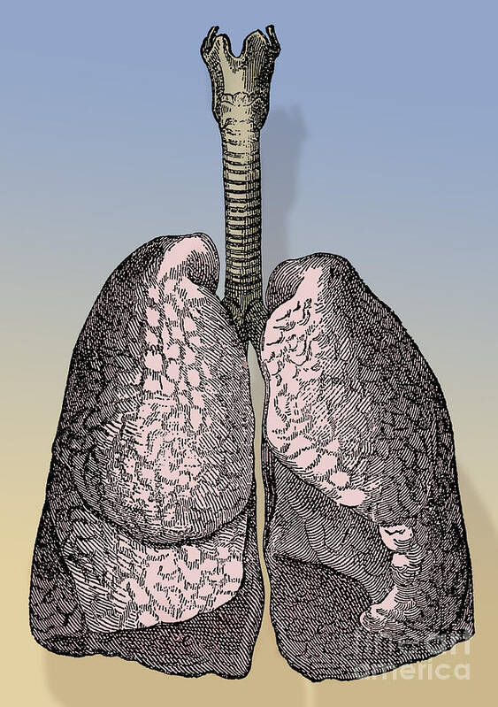 Adult Poster featuring the photograph Human Lungs #5 by Science Source