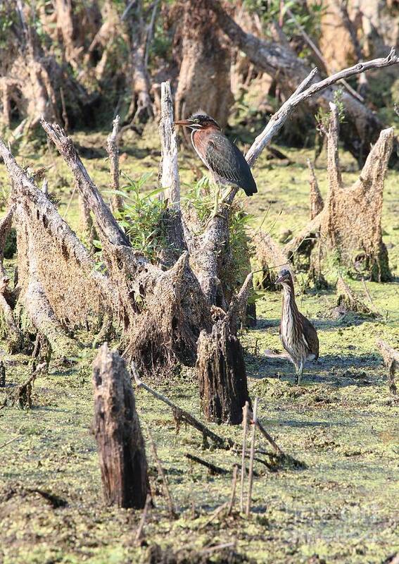 Nature Poster featuring the photograph Green Heron #54 by Jack R Brock