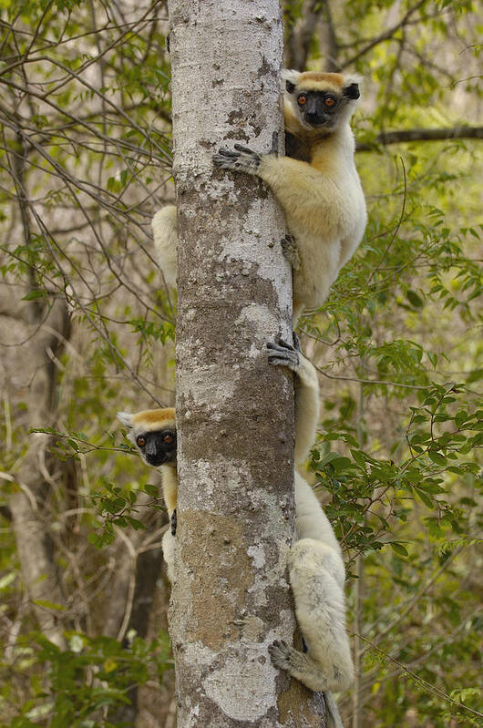 Mp Poster featuring the photograph Golden-crowned Sifaka Propithecus #6 by Pete Oxford