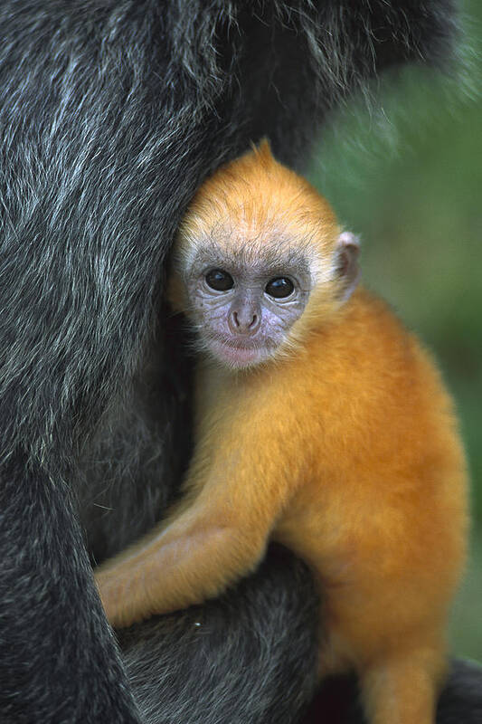 Mp Poster featuring the photograph Silvered Leaf Monkey Trachypithecus #6 by Cyril Ruoso