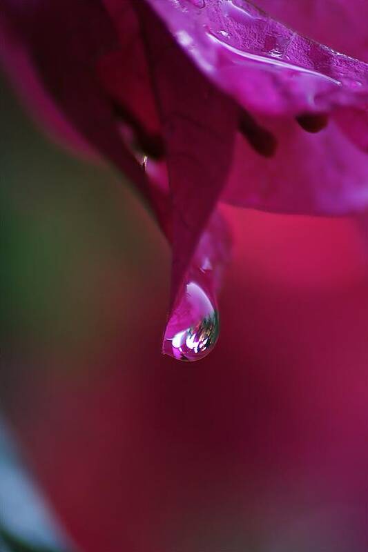 Drop Poster featuring the photograph A Drop Of Deep Pink by Louise Mingua