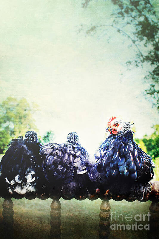 Black Poster featuring the photograph A Rooster and His Girls by Stephanie Frey