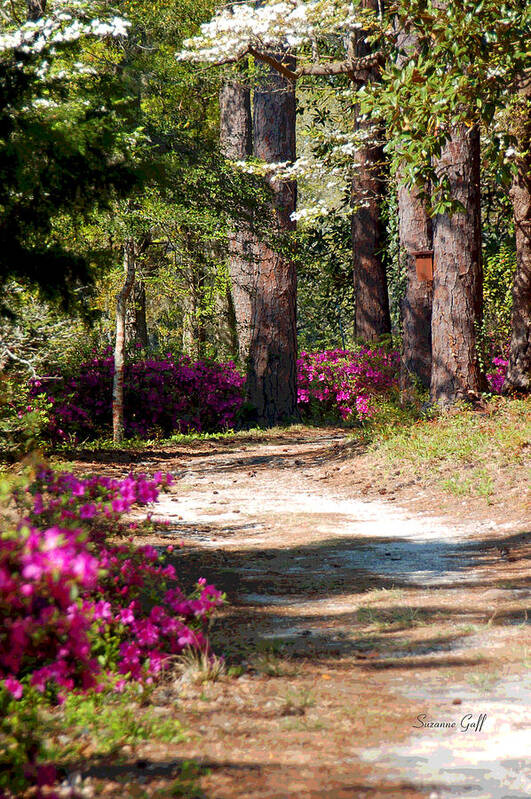 Fine Art Poster featuring the photograph A Walk in the Springtime Woods by Suzanne Gaff