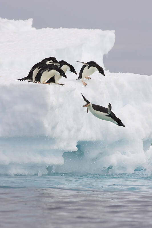 00761831 Poster featuring the photograph Adelie Penguin Diving Antarctica by Suzi Eszterhas