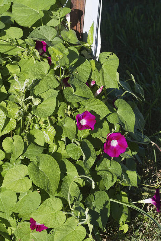 Ipomoea Pandurata Poster featuring the photograph Alabama Wild Pink Morning Glories by Kathy Clark