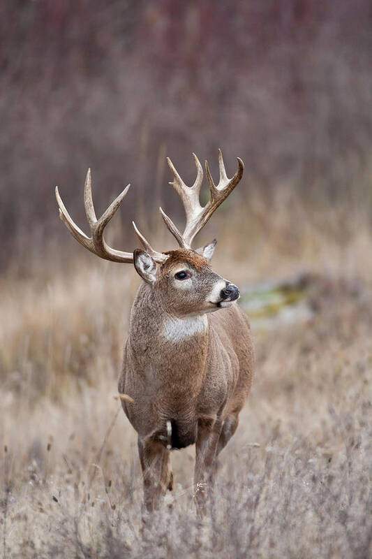 Whitetail Poster featuring the photograph Alert Whitetail Buck by D Robert Franz