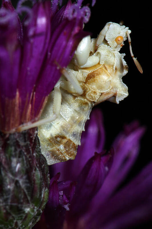 Phymatidae Poster featuring the photograph Ambush Bug On Ironweed by Daniel Reed