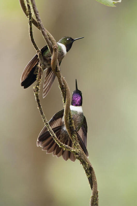 Mp Poster featuring the photograph Amethyst-throated Sunangel Heliangelus by Murray Cooper