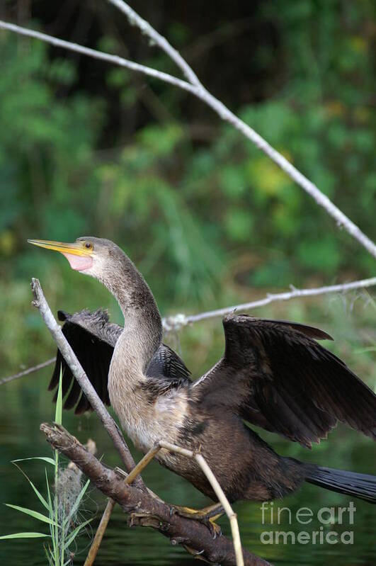 Avian.nature Poster featuring the photograph Anhinga by Jack Norton