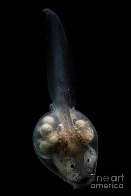 Anotheca Spinosa Poster featuring the photograph Anotheca Spinosa Tadpole by Dante Fenolio