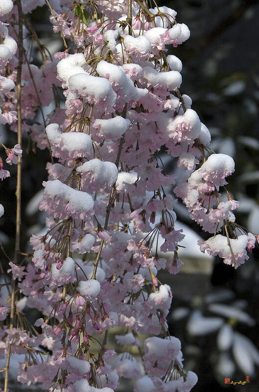 Nature Poster featuring the photograph April Snows--Weeping Cherry Tree DHC022 by Gerry Gantt
