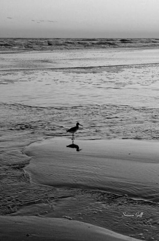 Bird Poster featuring the photograph At Twilight in Black and White by Suzanne Gaff