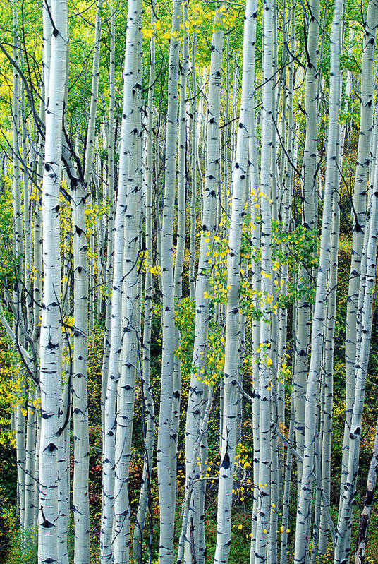 Gold Poster featuring the photograph Autumn Aspens by D Robert Franz