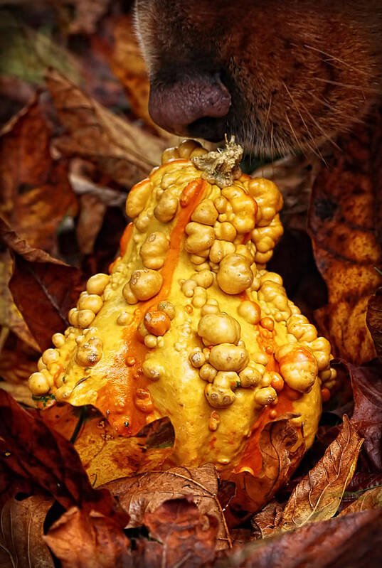 Gourd Poster featuring the photograph Autumn Harvest Camouflage by Tracie Schiebel