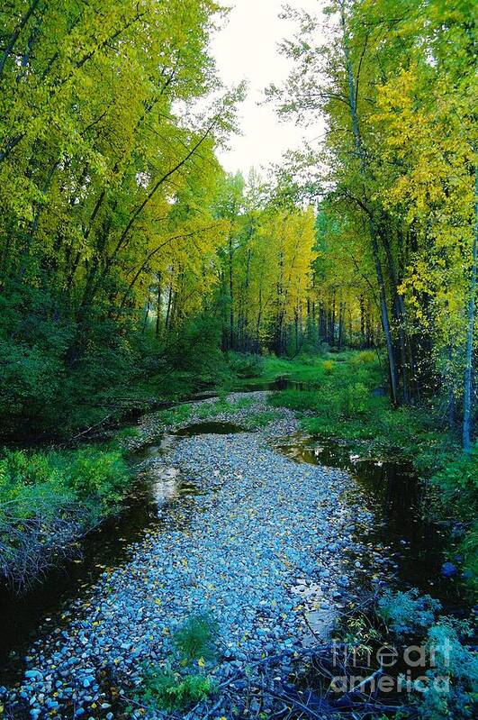 Trees Poster featuring the photograph Autumn Hue by Jeff Swan