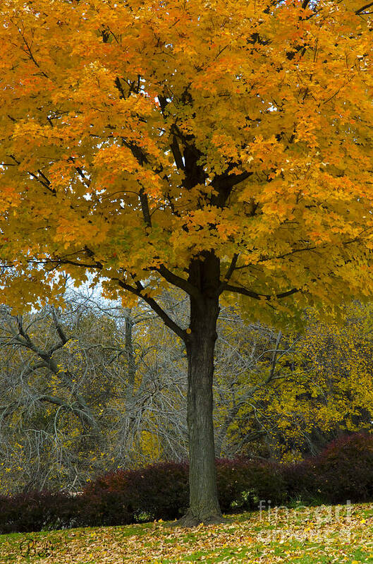 Autumn Trees Poster featuring the photograph Autumn in Wildwood Park by Christine Belt