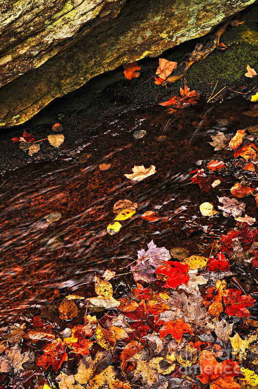 Creek Poster featuring the photograph Autumn leaves in river by Elena Elisseeva