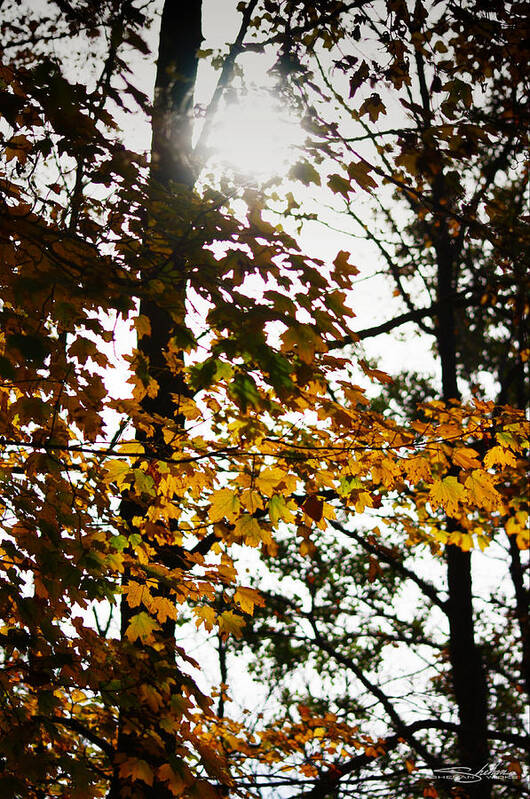 Forest Poster featuring the photograph Autumn leaves by Shehan Wicks