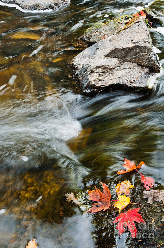 Landscape Poster featuring the photograph Autumn Stream by Cheryl Baxter