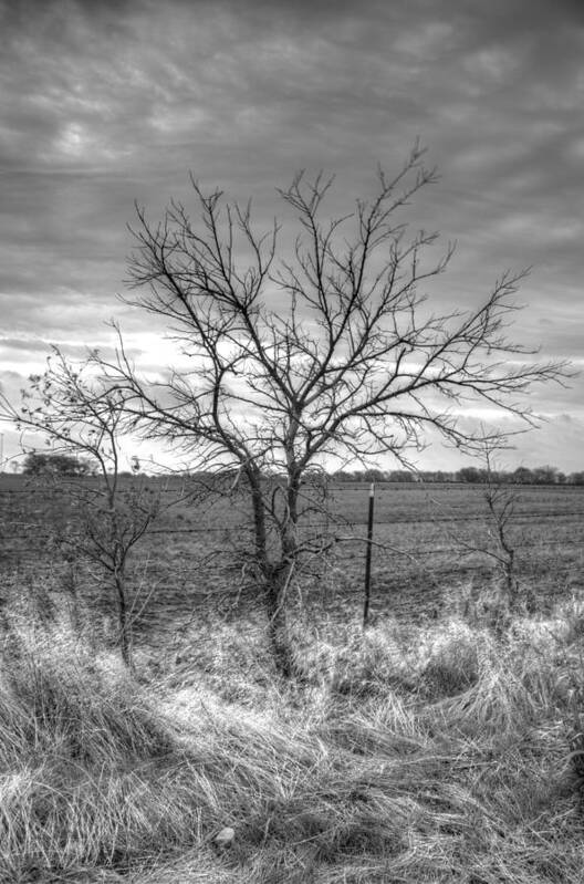 Tree Poster featuring the photograph B/W Tree in The Country by Peter Ciro