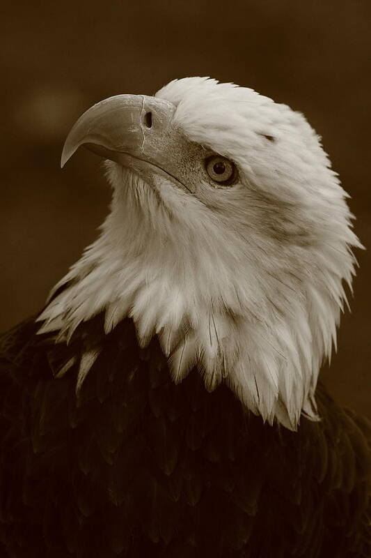 Eagles Poster featuring the photograph Bald Eagle Portrait by Bruce J Robinson