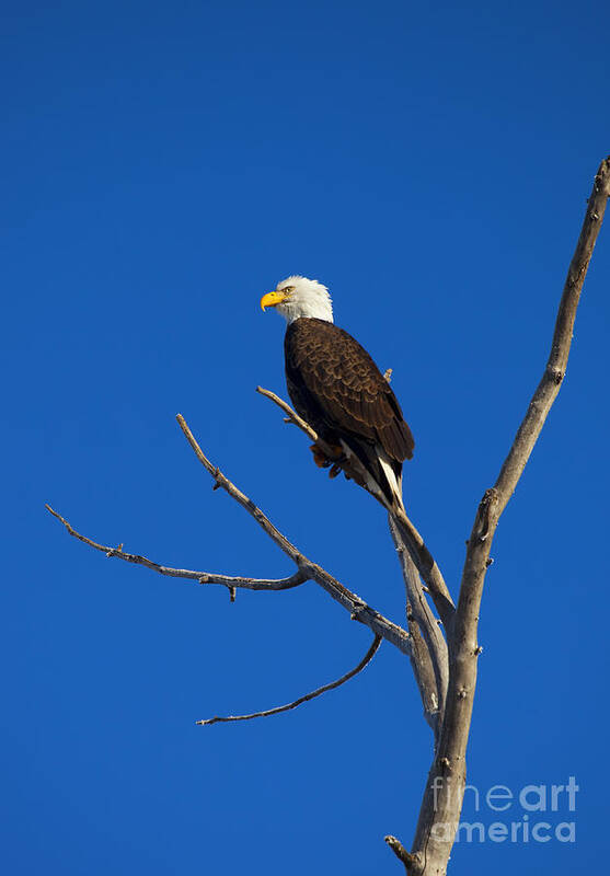 American Poster featuring the photograph Bald Eagle Profile by Michael Dawson